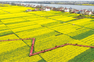 十美堂油菜花海