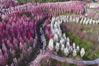 桃花源萬(wàn)畝桃林