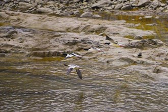 飛到石門來(lái)——中華秋沙鴨越冬