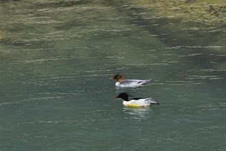 戲水仙陽(yáng)湖