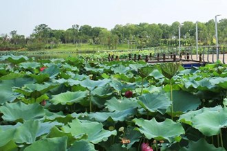 柳葉湖畔荷花公園