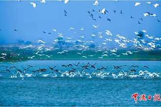 候鳥成群——西洞庭湖自然保護(hù)區(qū)