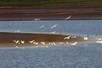 鼎城鳥兒洲國(guó)家濕地公園