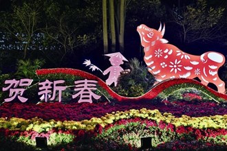 【社會(huì)】綠植花卉滿街頭 “視覺盛宴”迎新春