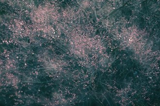 梅開二月鬧新春