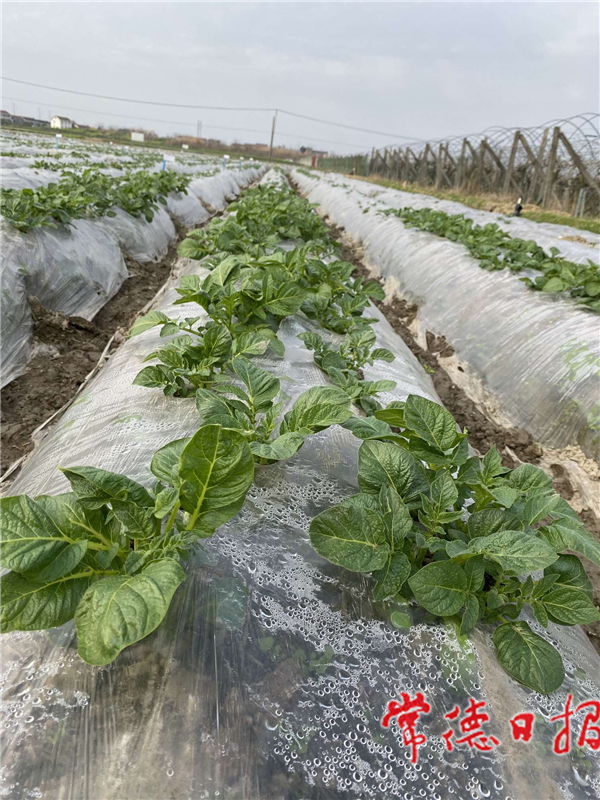 IMG_20210219_11534310_1613707272318.jpg IMG_20210219_11534310_1613707272318.jpg