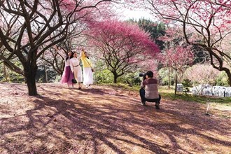 梅花基地落英繽紛