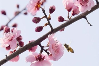 早到的春【組圖】