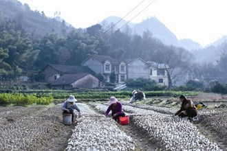 【經(jīng)濟(jì)】石門縣蒙泉鎮(zhèn)橘橙類果樹育苗