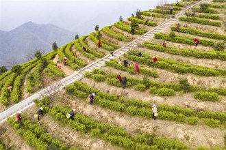 【經(jīng)濟(jì)】采摘早春茶