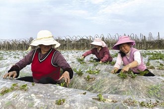 【經濟】市農科院馬鈴薯研究
