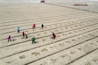 【經濟】澧縣葡萄