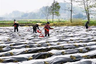 沅澧大地春耕忙【組圖】
