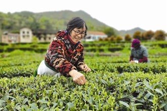 【經(jīng)濟(jì)】澧縣：“生態(tài)建園，高效茶業(yè)”