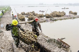 【經(jīng)濟(jì)】蓮藕種植