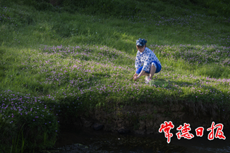 陽光照在紫云花草地