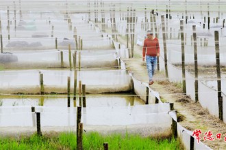 忙啥？養(yǎng)蛙池中瞧瞧