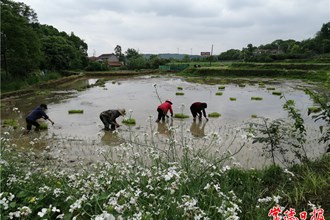 谷雨一過插秧忙