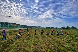 澧縣城頭山國家考古遺址公園移栽粉黛幼苗
