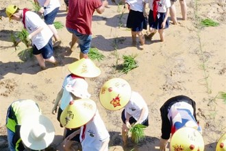 澧縣弘毅學(xué)校組織學(xué)生學(xué)習(xí)移栽水稻秧苗