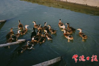 美麗鄉(xiāng)村之群鴨戲水