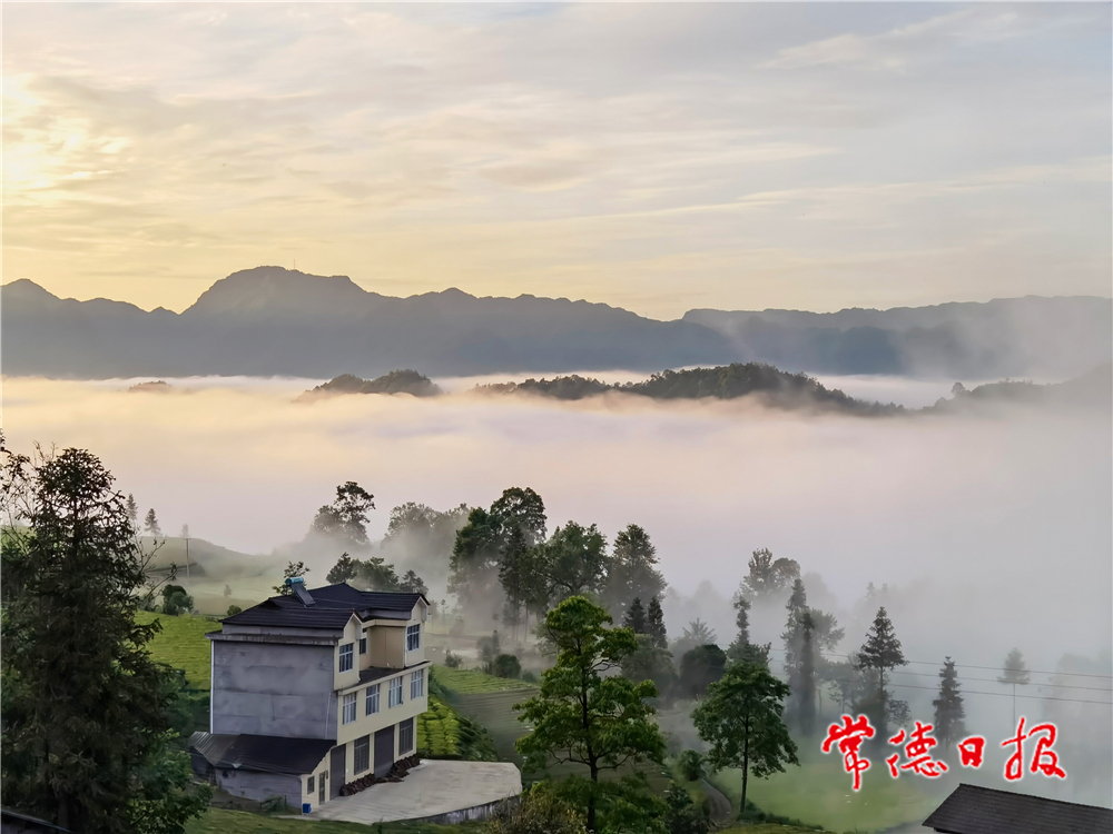 陳錦平-羅坪云海 茶鄉(xiāng)美景-5-3.jpg