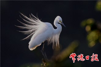 發(fā)現(xiàn)常德之美【組圖】