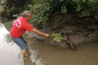 國家一級保護鳥類海南鳽現(xiàn)身壺瓶山