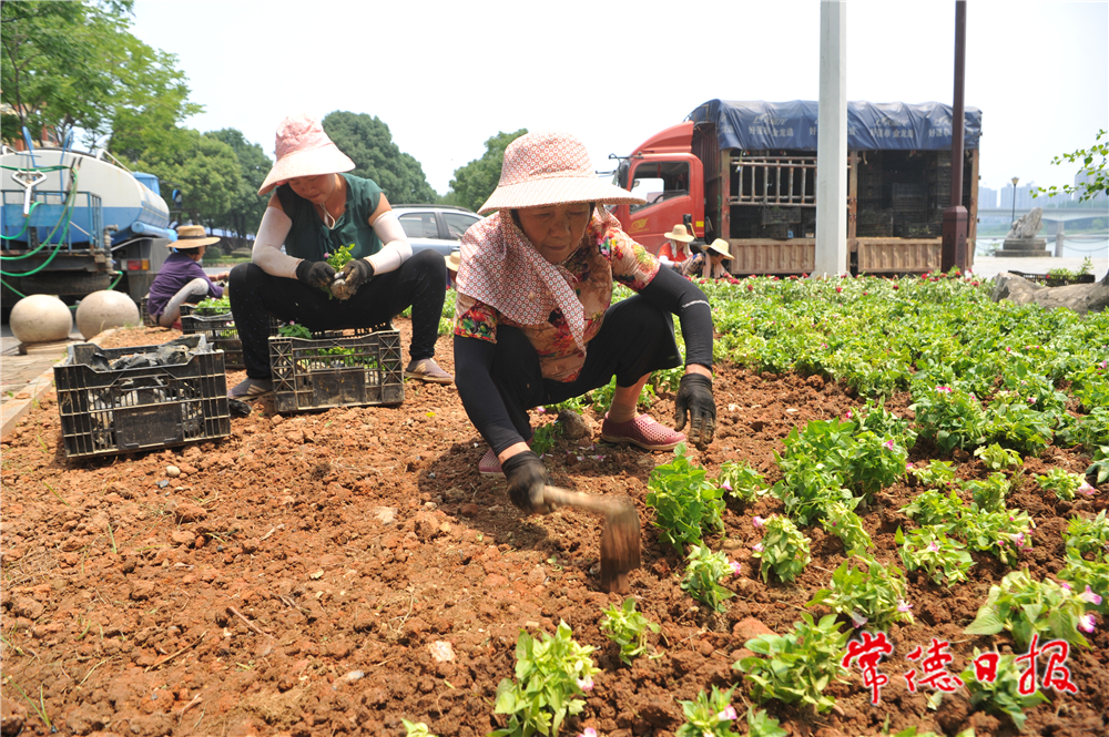 園林工人 陳歡.jpg
