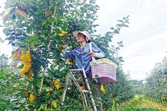 桃源縣熱市鎮(zhèn)：千畝梨園