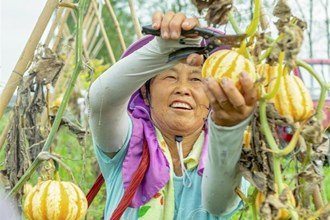 桃花源鎮(zhèn)白鱗洲：貝貝南瓜 忙豐收
