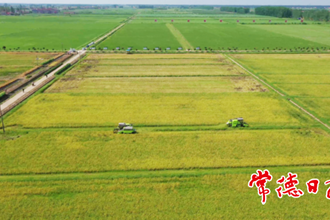 西洞庭智慧水稻（早稻）開鐮收割