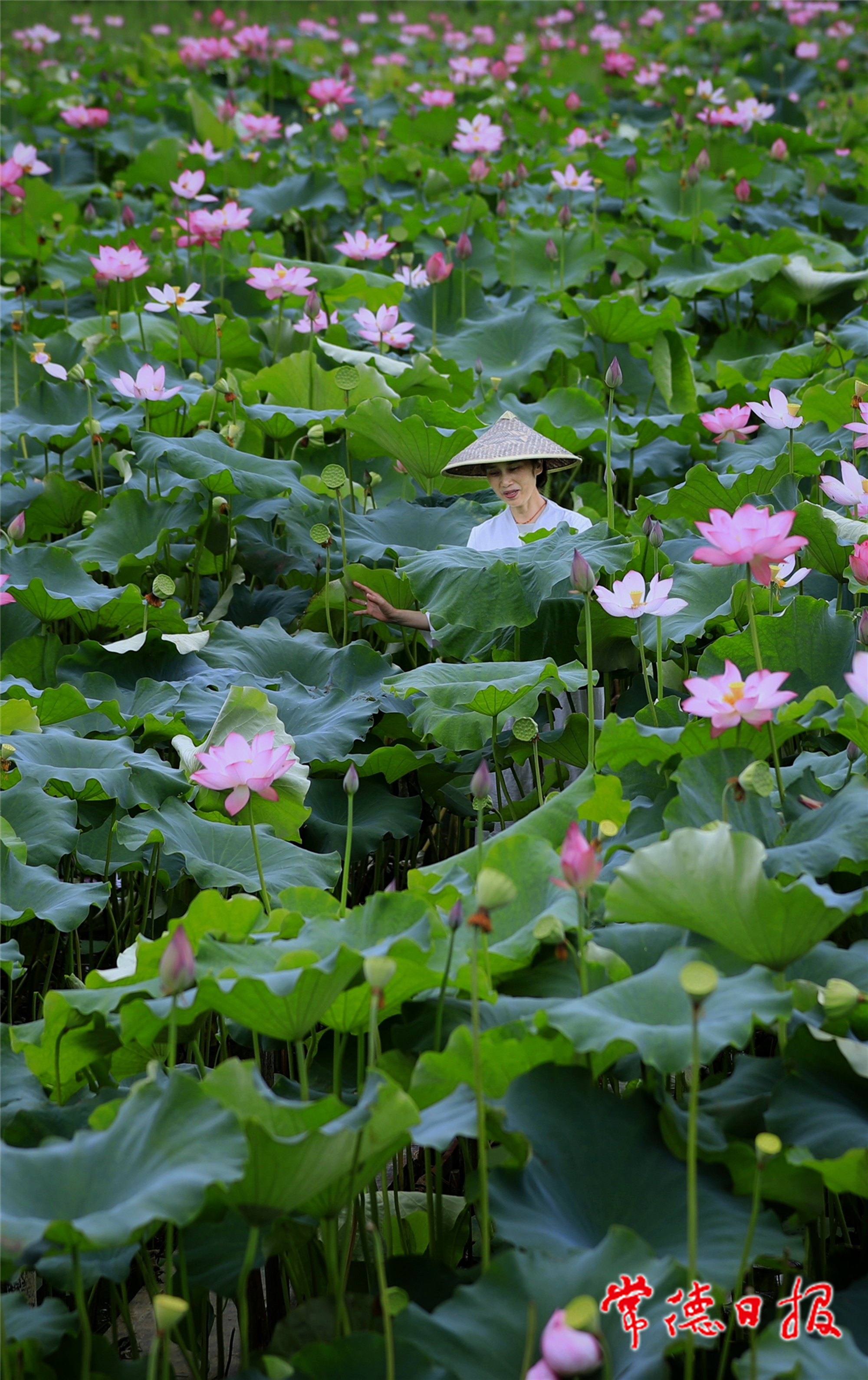 許厚明-最是夏日荷塘美-1_副本.jpg