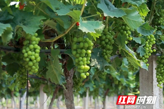 澧縣葡萄熟了，共享甜蜜果，云游葡萄園