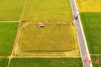 風(fēng)吹稻花香兩岸【組圖】