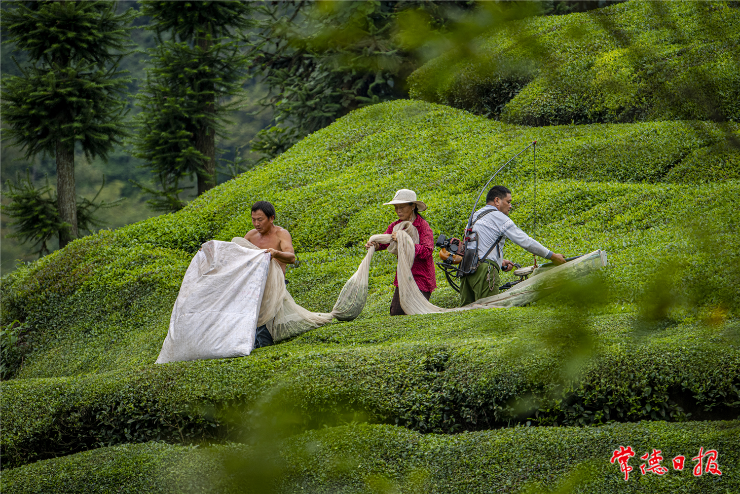丁惠民-采茶一條龍-1.jpg