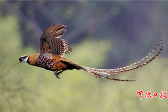 40只白冠長(zhǎng)尾雉在壺瓶山放歸自然