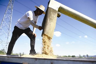 澧縣：高溫搶收一季稻