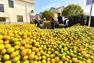 武陵區(qū)：丹洲鄉(xiāng)柑橘大豐收