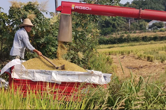 石門縣今年糧食生產(chǎn)全面豐收