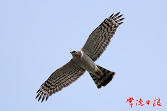 國家二級保護鳥類雀鷹