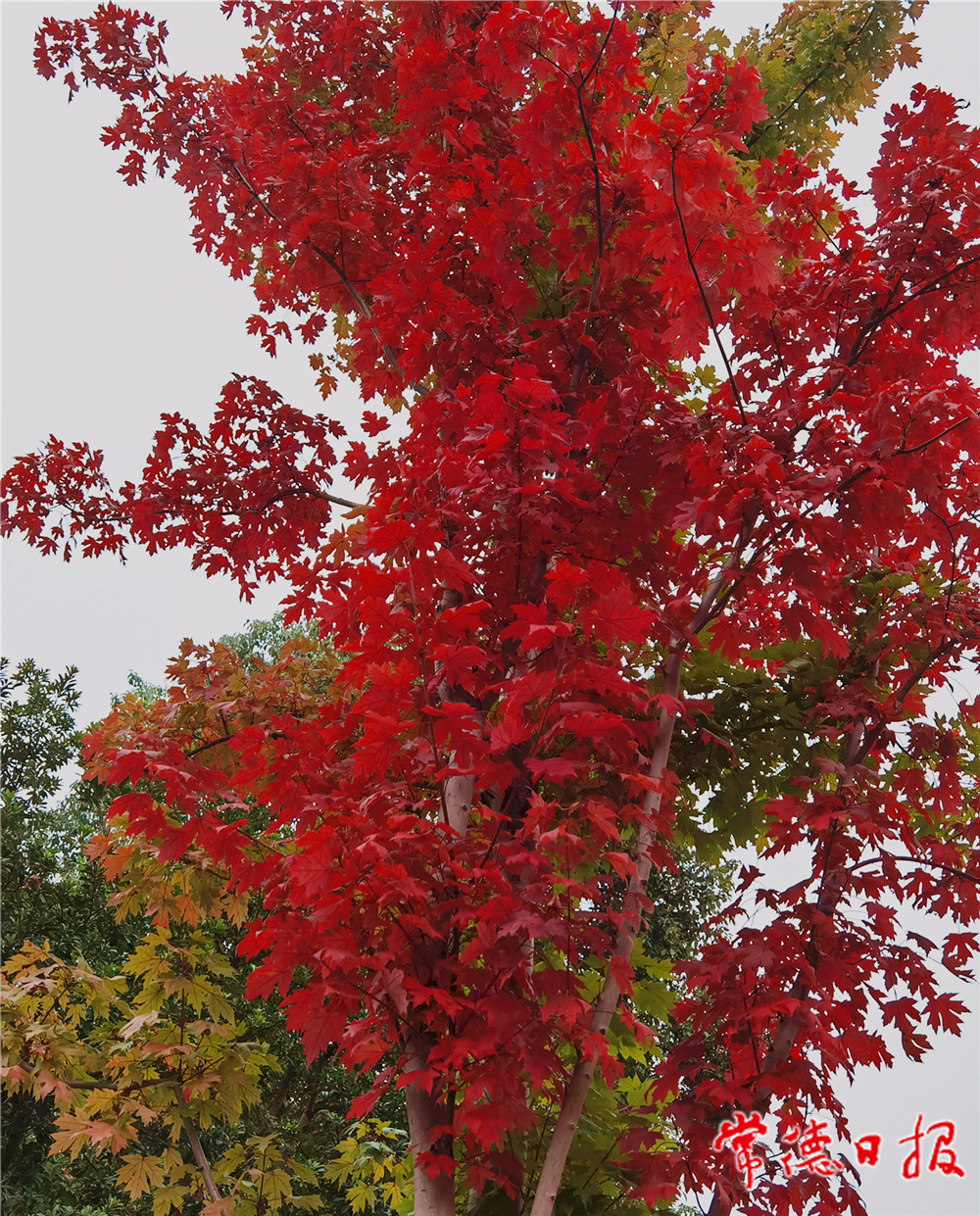 sj葉培明-一樹火焰照碧空-1_副本.jpg