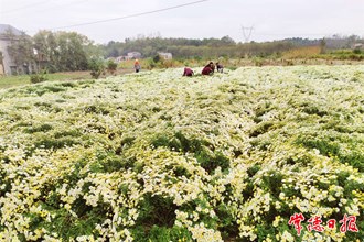 澧縣：魯家沖村綻放“美麗經(jīng)濟”