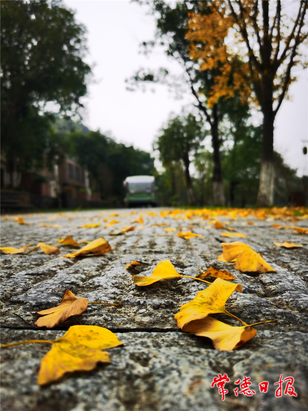 sj張綺-葉落知秋-5-2 (4).jpg