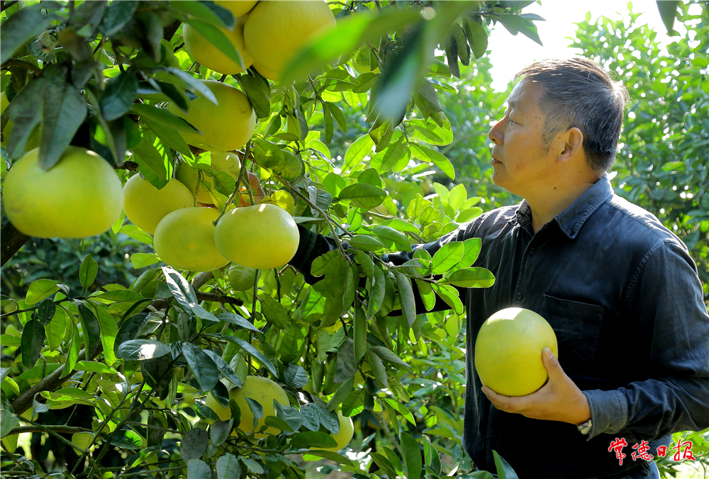 張儒銀-復興柚子熟了-4-2.jpg