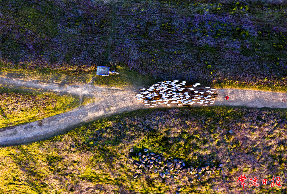 牧歸 周愛田 攝.jpg