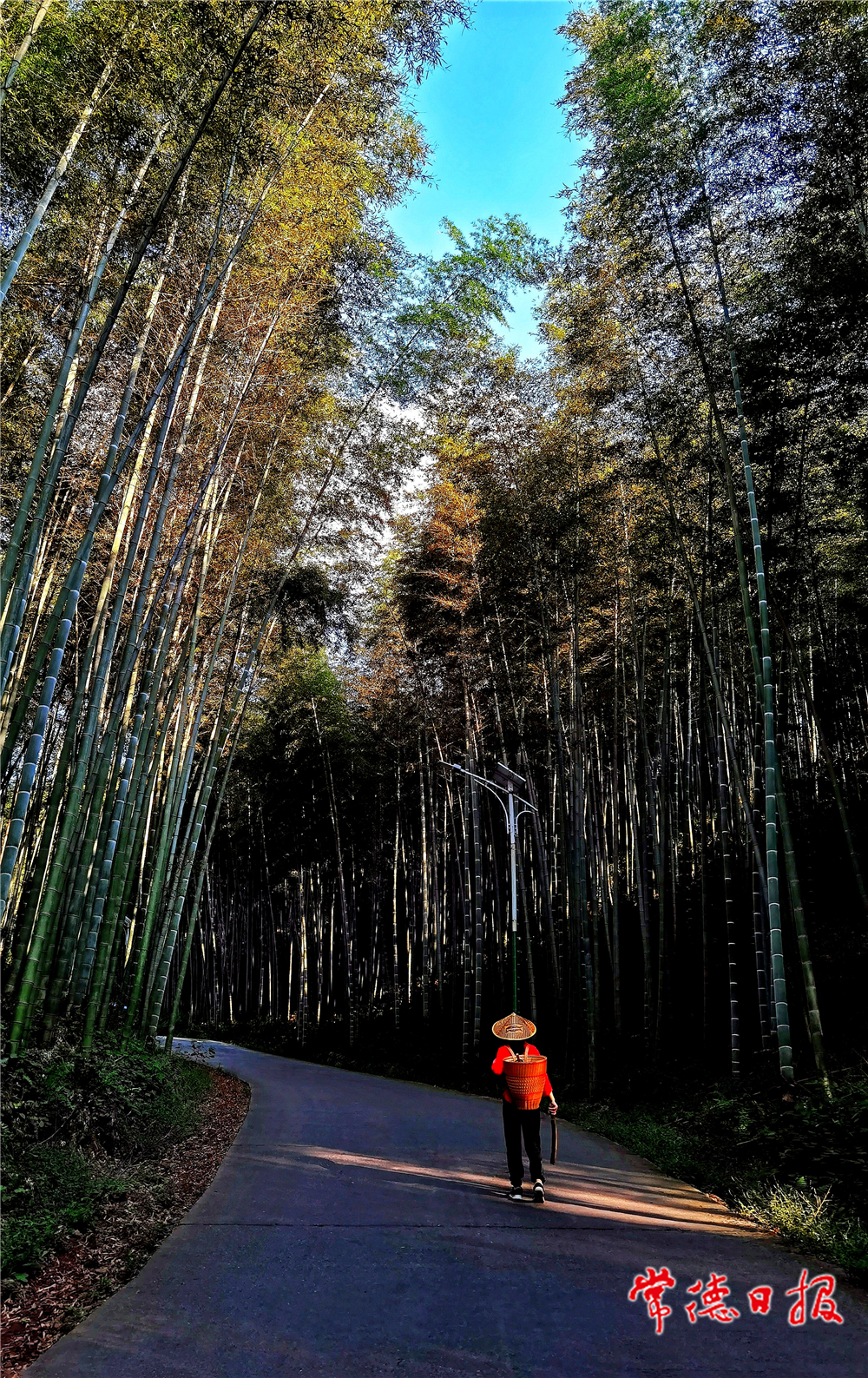 sj劉圖強-走進竹林-1.jpg