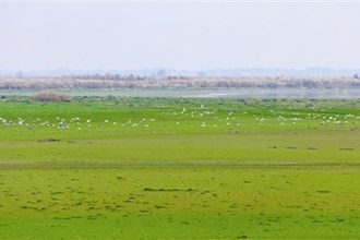 【生態(tài)】漢壽縣：各類國家珍稀保護鳥類冬棲青山湖候鳥苑