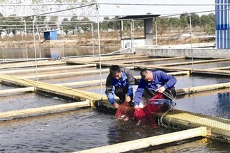 【經(jīng)濟】安鄉(xiāng)縣：內(nèi)循環(huán)流水槽生態(tài)養(yǎng)殖受市場歡迎