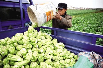 【經(jīng)濟】漢壽縣：本地時令蔬菜收獲忙